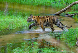 Bandhavgarh Fun Tour