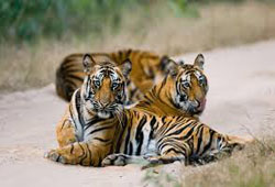 Bandhavgarh Holiday Tour