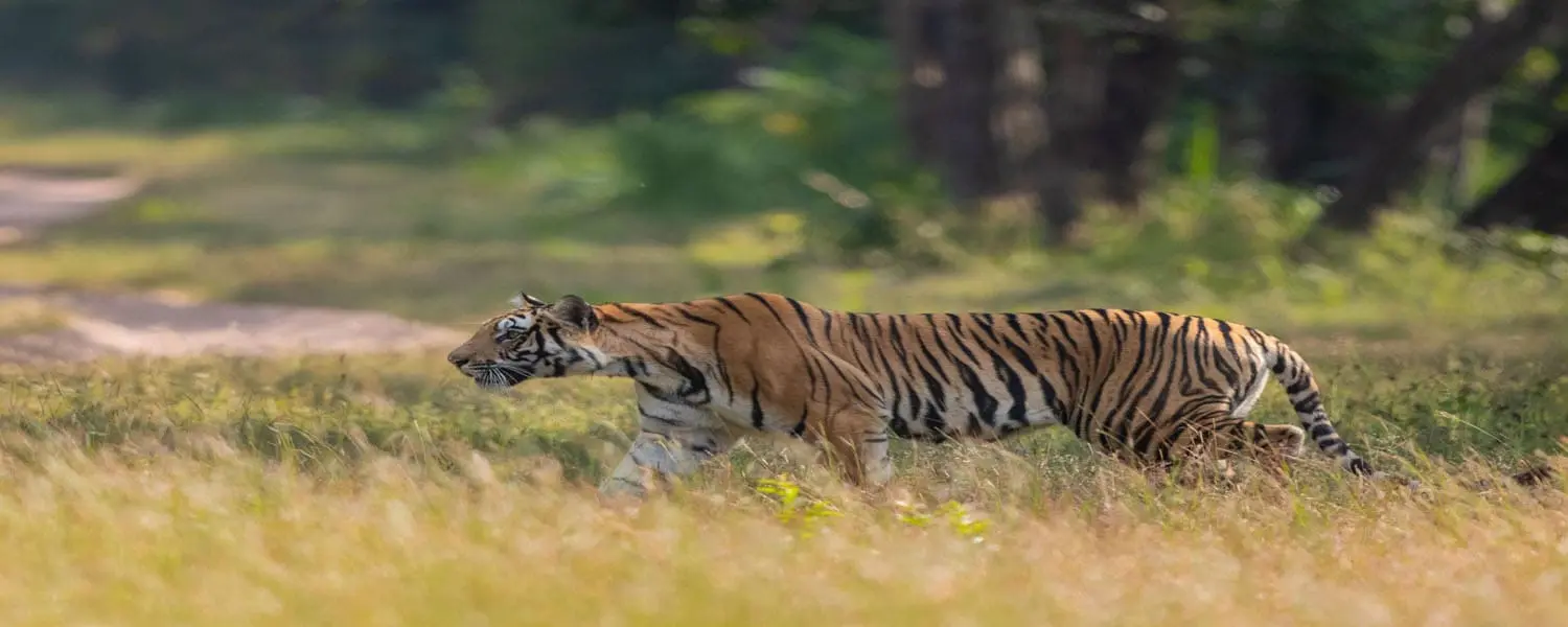Bandhavgarh Jungle Safari