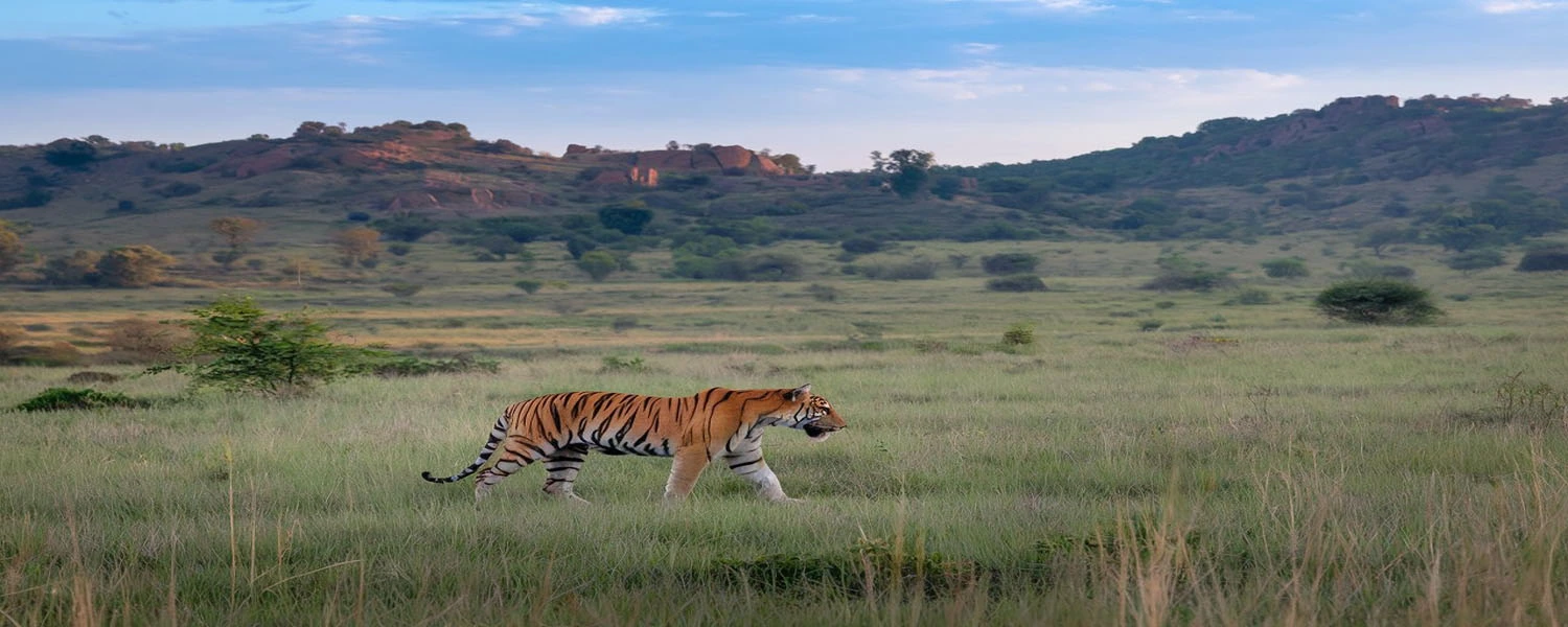 Bandhavgarh National Park